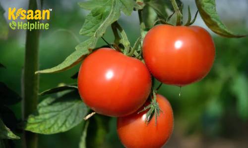 सही समय पर बुवाई कर टमाटर की खेती से कमा सकते है अच्छा मुनाफा, जानिए टमाटर की उन्नत खेती के बारे में